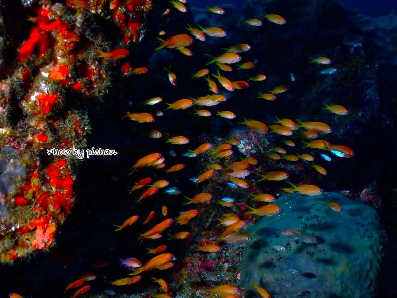 キンギョハナダイ