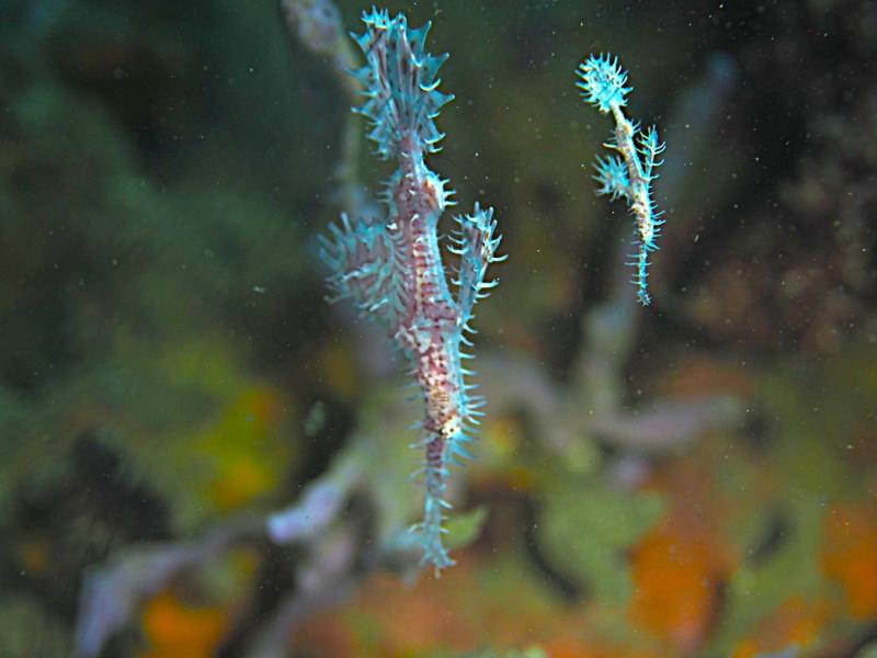 ニシキフウライウオのペア