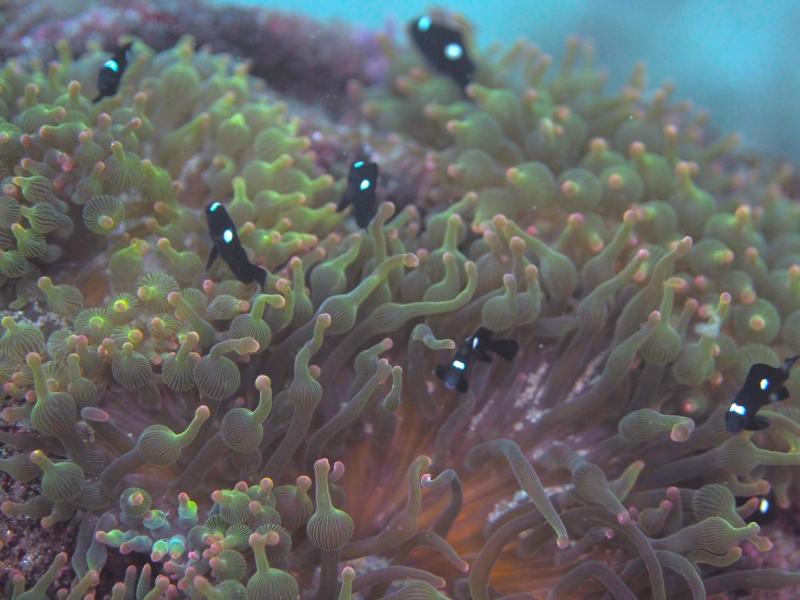 ミツボシクロスズメダイ