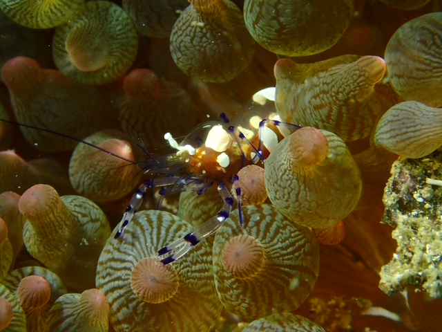 イソギンチャクエビ