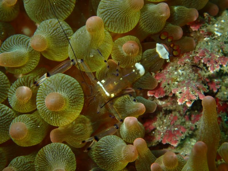 イソギンチャクエビ２