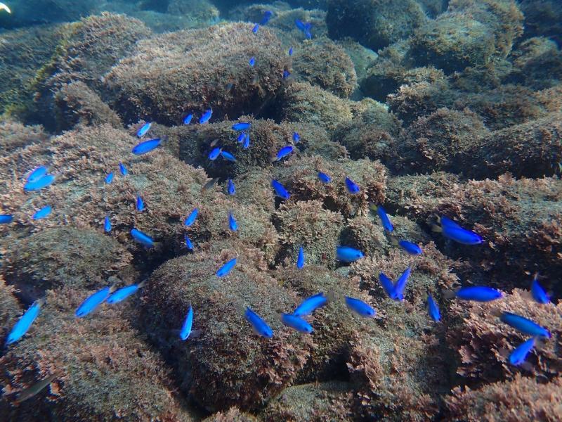 ソラスズメダイ