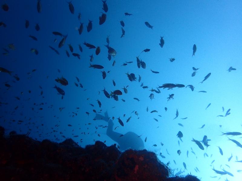 キンギョハナダイの群れ