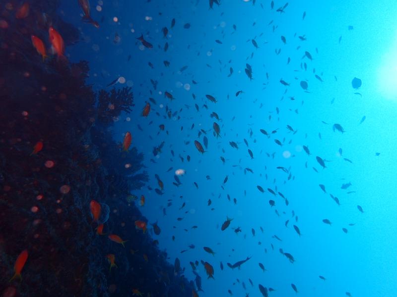 とにかく群れがすごい！