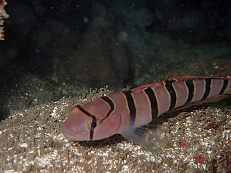 パンダ柄？キヌバリ