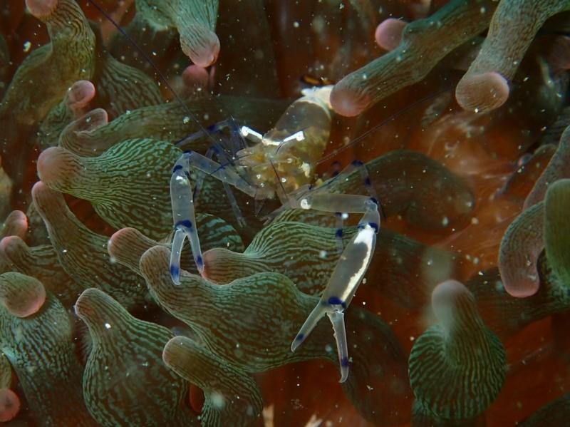 イソギンチャクカクレエビ？