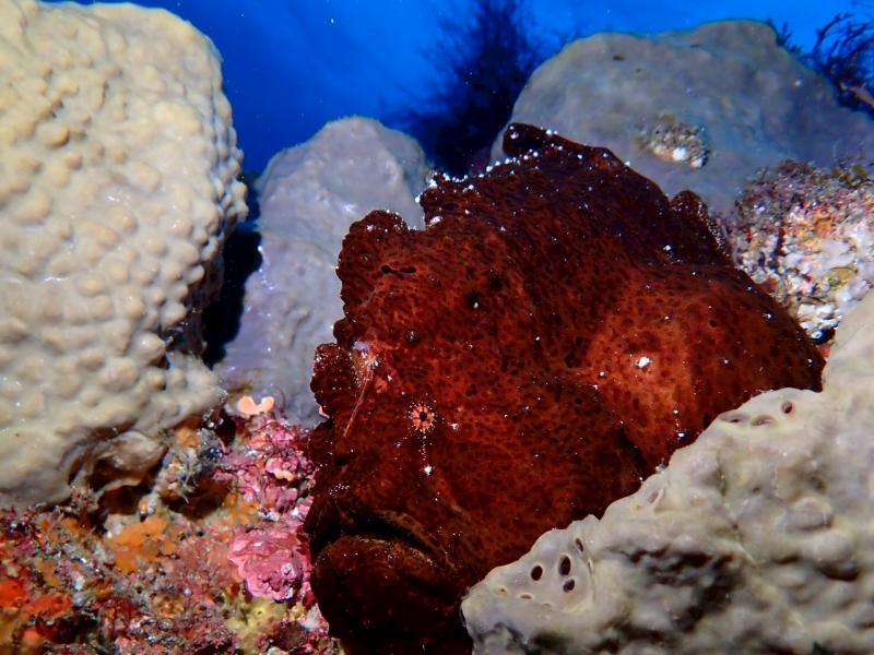 カエルアンコウ