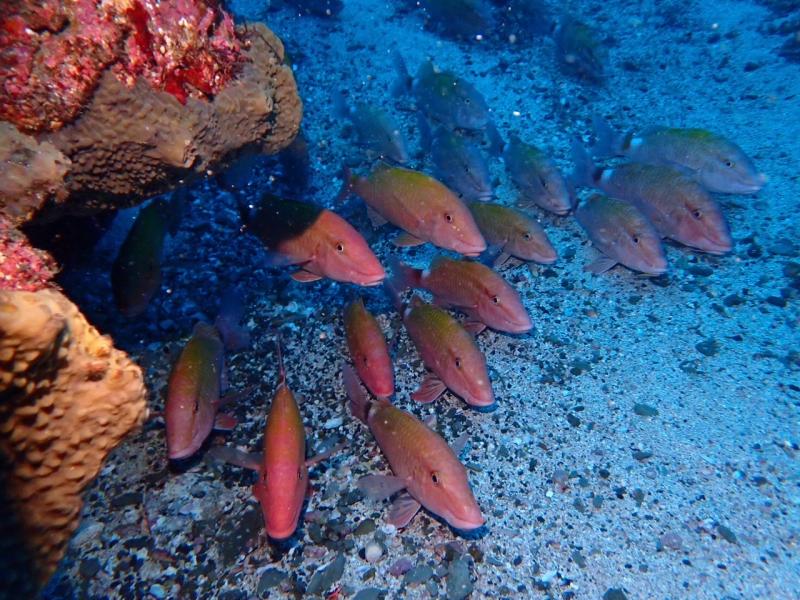 ホウライヒメジ