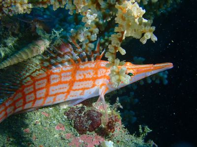 紅白のクダゴンベ　しもさん写真