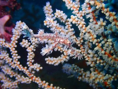 名前が縁起よさげなニシキフウライウオ