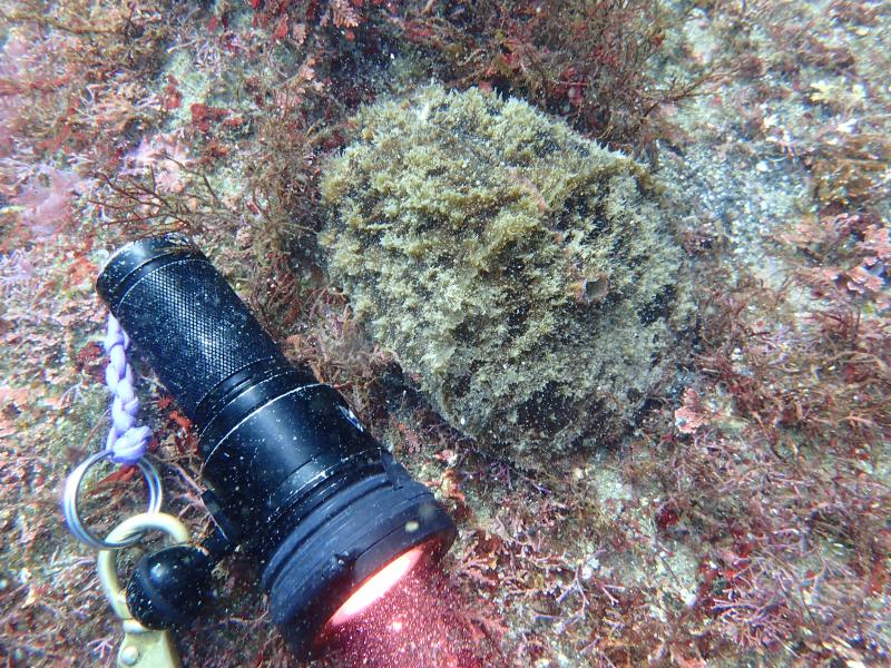 タツナミガイとVLT4200P