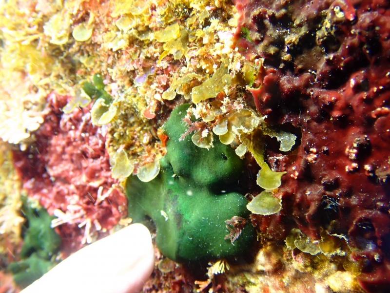 定番の小さいヤツ