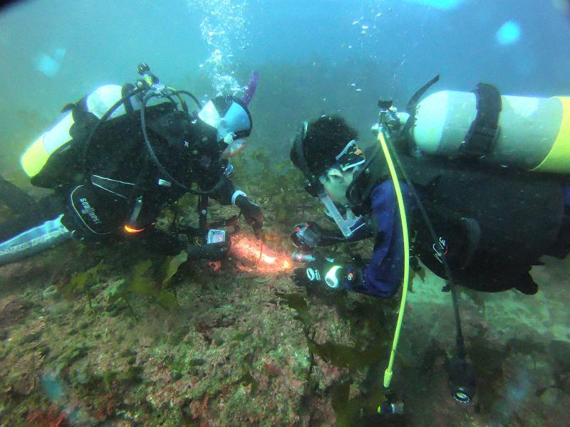 ウミウシ撮影会