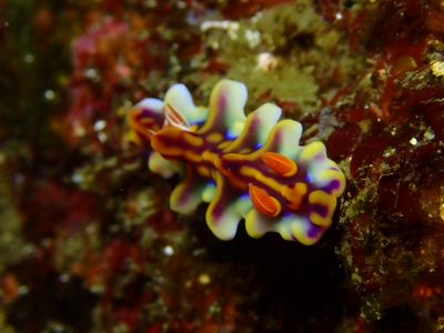 ミアミラウミウシ