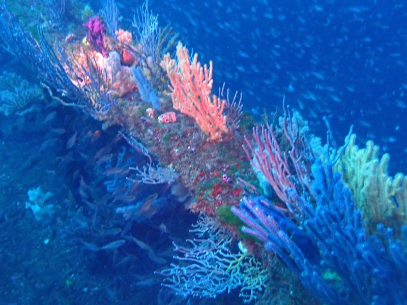 沈船のソフトコーラル