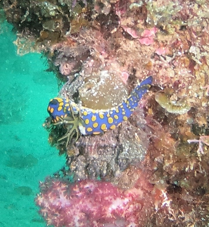 サガミリュウグウ