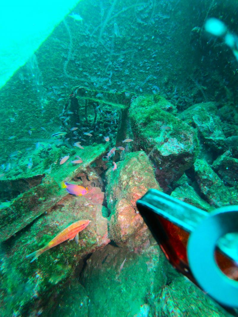 レンテンヤッコ