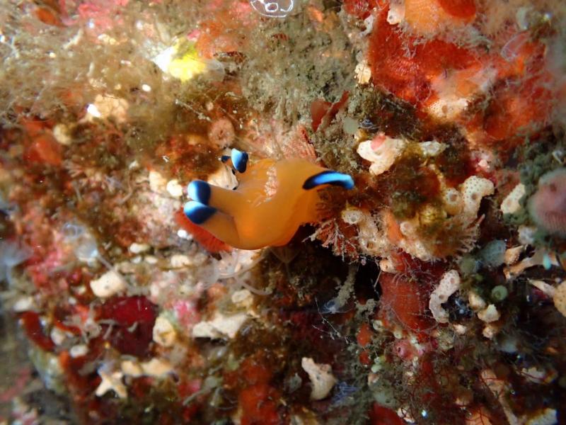 ピカチュウウミウシ1