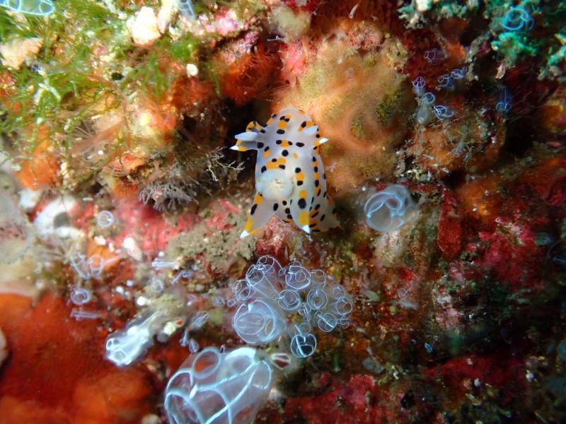 ミズタマウミウシ1