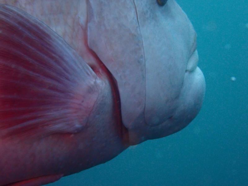 見切れコブダイ