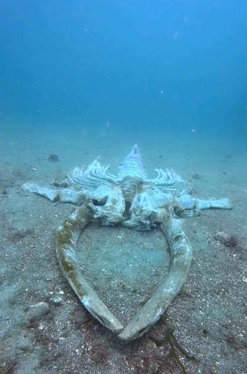 クジラの骨格
