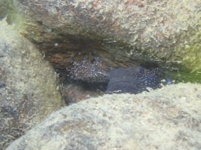 ヌマチチブ