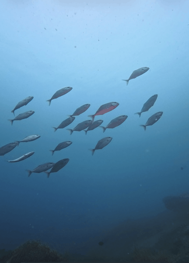 カンパチの若魚