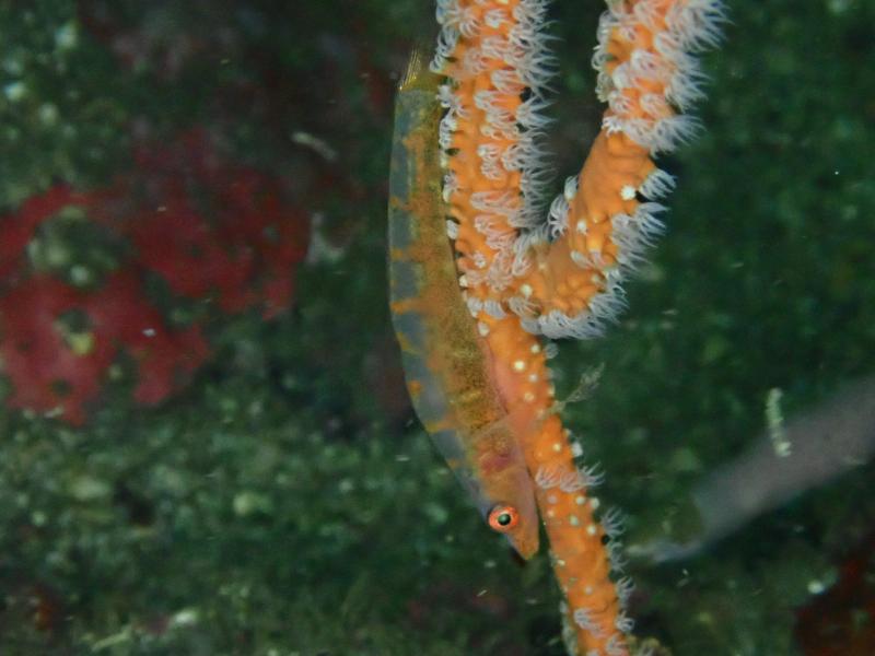 アカメハゼ？