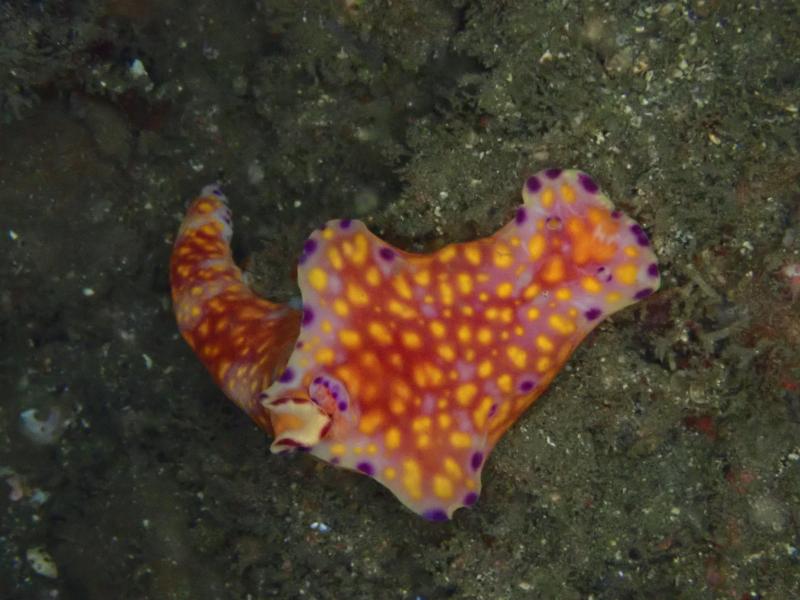 ニシキウミウシ